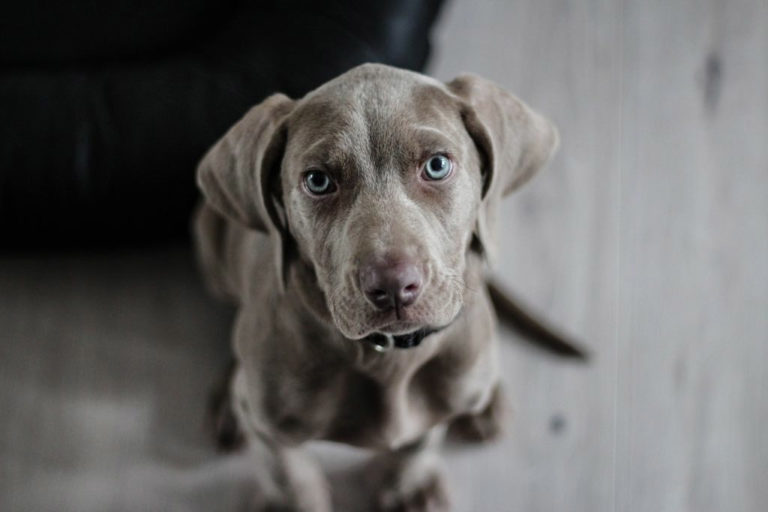 Curso de Obediencia Canina